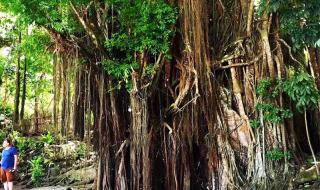 菲律宾跳水搞笑解说 菲律宾跳水搞笑解说